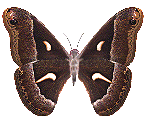 farfalla vola via.gif